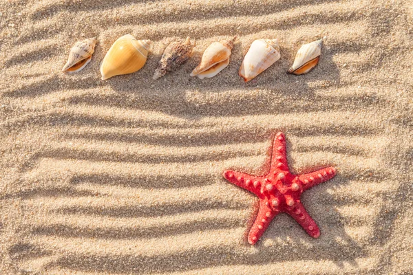 Sjöstjärnor och havet skal med sand som bakgrund — Stockfoto