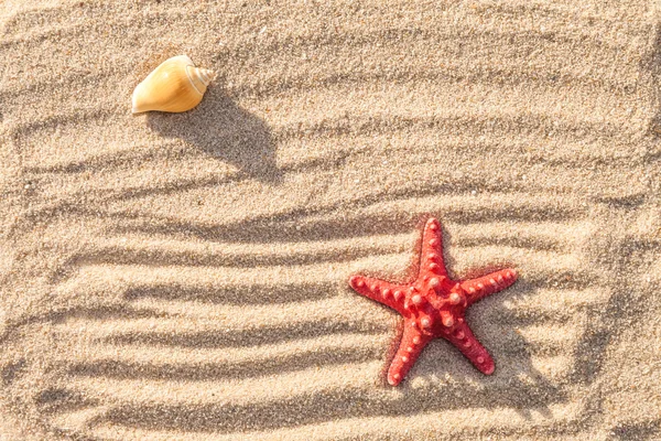 Sjöstjärnor och havet skal med sand som bakgrund — Stockfoto