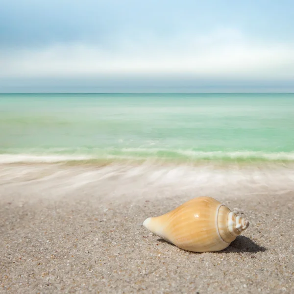 Paisaje con conchas en la playa de arena — Foto de Stock
