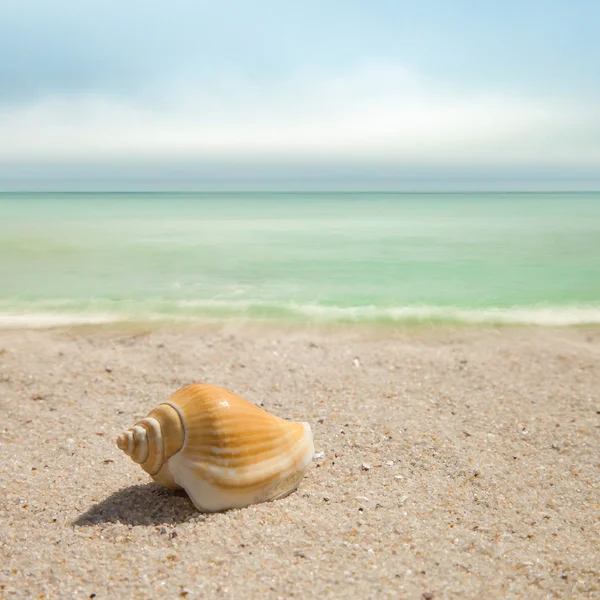 Paisaje con conchas en la playa de arena — Foto de Stock
