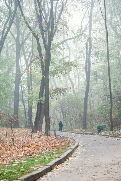 La avenida de niebla parque de la ciudad de otoño por la mañana —  Fotos de Stock