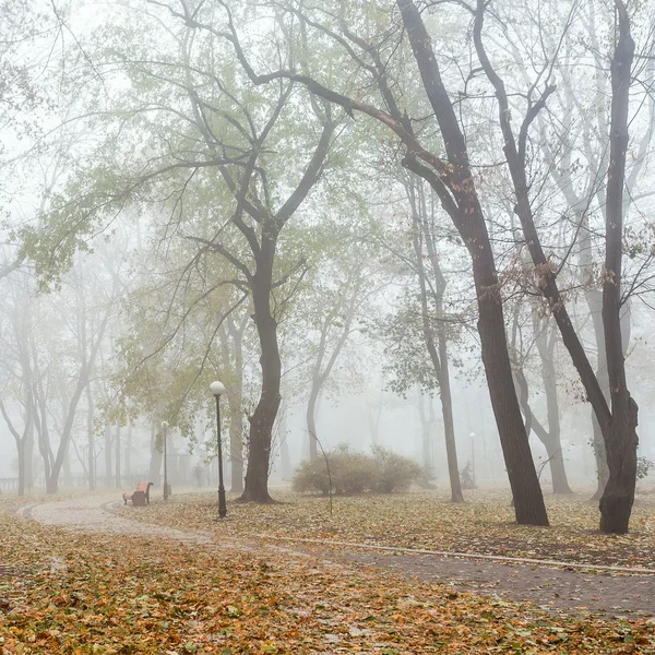 The avenue of foggy autumn city park in the morning — Stock Photo, Image