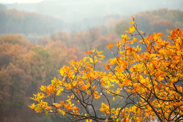 Žluté listy podzimní listí pozadí — Stock fotografie