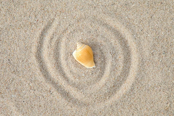 Cáscara marina con arena como fondo — Foto de Stock