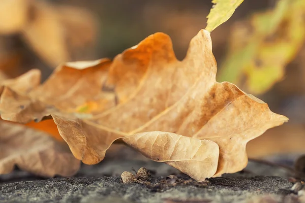 Foglia autunnale secca gialla su fondo pietra. Colpo all'aperto nel parco cittadino con bassa profondità di campo . — Foto Stock