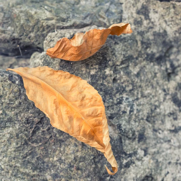 Foglia autunnale secca gialla su fondo pietra. Colpo all'aperto nel parco cittadino con bassa profondità di campo . — Foto Stock