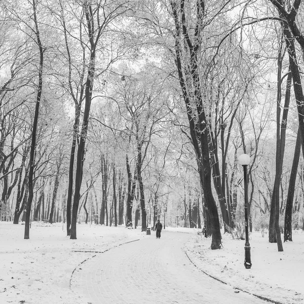 Тропа в сказочном зимнем городском парке — стоковое фото