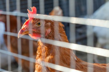 sürü tavuk ve horozlar çiftlikte otlatma
