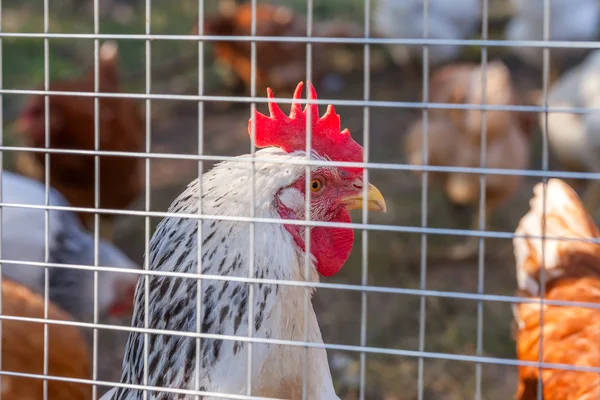 Bandada de pollos y gallos pastando en la granja —  Fotos de Stock