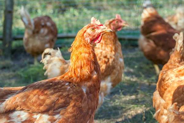 Bandada de pollos y gallos pastando en la granja —  Fotos de Stock