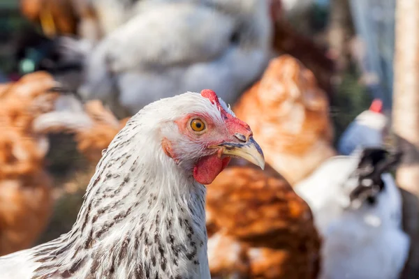 Bandada de pollos y gallos pastando en la granja —  Fotos de Stock