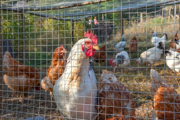 Bandada de pollos y gallos pastando en la granja — Foto de Stock
