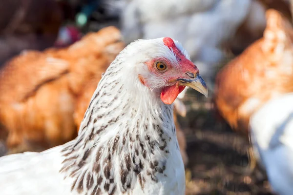 Bandada de pollos y gallos pastando en la granja —  Fotos de Stock