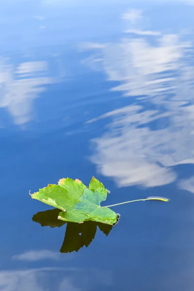 Foglia autunnale solitaria nel lago e riflesso del cielo — Foto Stock