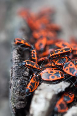Koloni pyrrhocoris apterus. Firebug'ı Pyrrhocoridae ailesinin ortak bir böcek olduğunu.