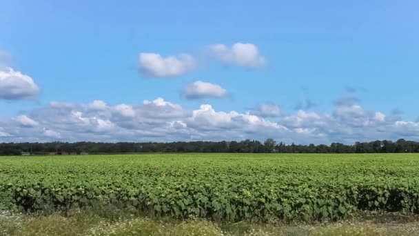 Field with sun flowers and tractor. Harvesting of sunflower seeds. — Stock Video