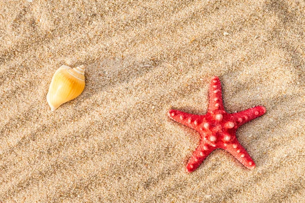 Sjöstjärnor och skal på en sandstrand — Stockfoto