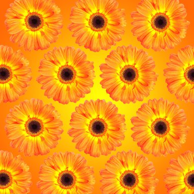 çiçek kafa arka plan