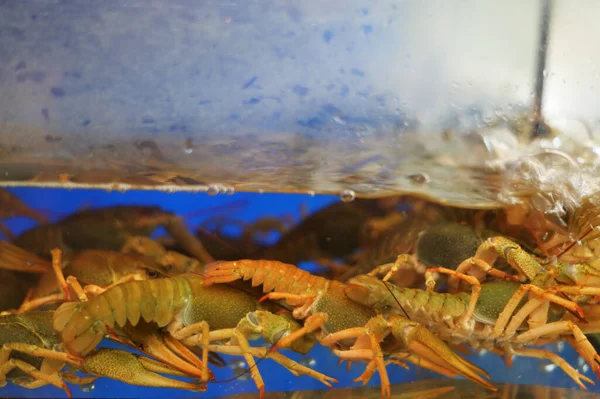 Photo of crayfish in water in aquarium — Stock Image Photo Crayfish Water Aquarium Stock Picture
