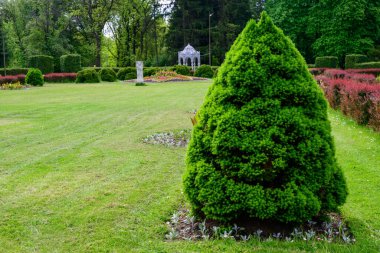 Yazın yeşillik parkı. Çalılığın yüksek çözünürlüklü fotoğrafı