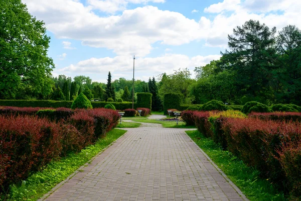 Фото Пустой Дороги Коронами Деревьев Кустарников Парковая Растительность Летом — стоковое фото