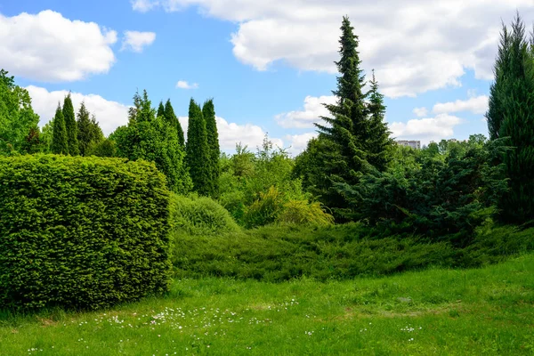 Fénykép Egy Gyönyörű Koronák Fák Bokrok Park Növényzet Nyáron — Stock Fotó