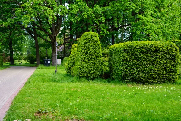 Фото Красивої Трави Коронами Дерев Кущів Паркова Зелень Влітку — стокове фото