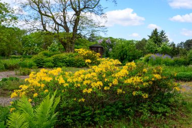 Yüksek çözünürlüklü yeşil bir bahçenin fotoğrafı. Yakın planda sarı çiçekler var.