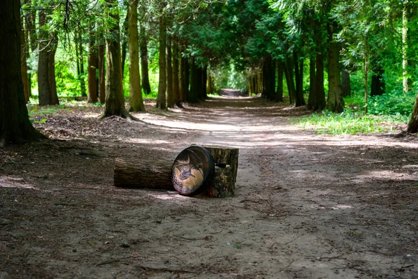 Foto Alta Resolução Jardim Verde Paisagístico Com Caminho Toco Árvore — Fotografia de Stock