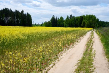 Gökyüzü arkaplanı ile kolza alanı arasındaki yolun yüksek çözünürlüklü fotoğrafı