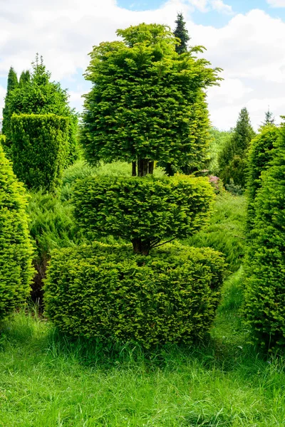 Foto Von Einem Hohen Strauch Einem Garten Auf Einem Hintergrund — Stockfoto