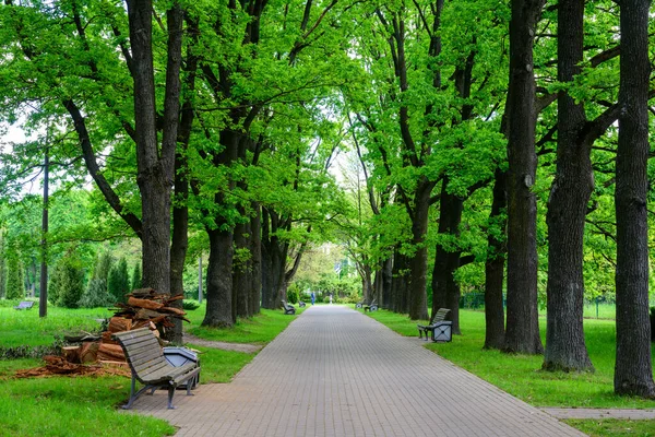 Photo of trees and paths in the garden on the background of greenery