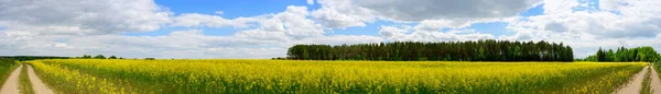 Panoramic photo of rapeseed field with road against the background of sky and sun in summer