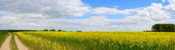 High resolution panoramic photo of rapeseed field with road to left against background of sky and sun in summer