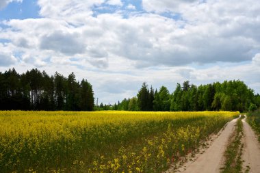 Gökyüzünde kolza çekirdeği alanının yüksek çözünürlüklü fotoğrafı