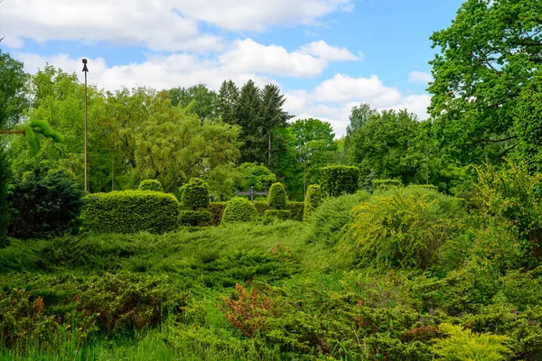 Arbustos Altos Jardín Ajardinado Verde — Foto de Stock