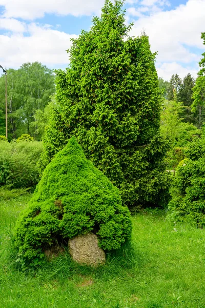 Hochauflösendes Vertikales Foto Eines Hohen Busches Einem Grünen Garten — Stockfoto