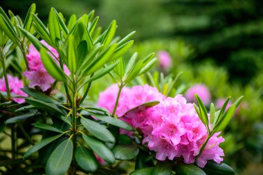 Ormanın yeşil arka planında pembe çiçek