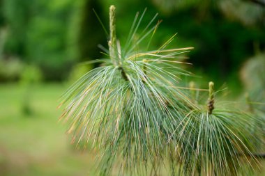 Yeşil bir ormanın arka planında çam iğnelerinin fotoğrafı