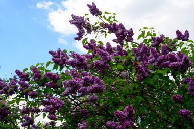 Yüksek çözünürlüklü eflatun çiçekleri mavi gökyüzünde bulutlu.