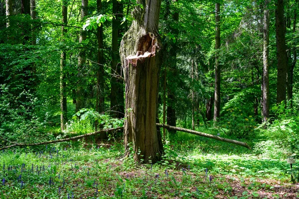 Foto Alta Resolução Árvore Derrubada Floresta Verde — Fotografia de Stock