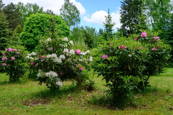 Diseño Paisaje Verde Foto Alta Resolución Con Hierba Arbustos Rosados — Foto de Stock