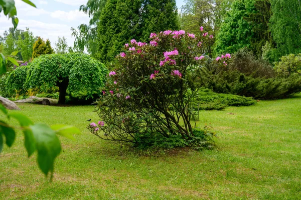 Fotografia Zielonego Krajobrazu Trawą Krzewem Różanym Kwiatami — Zdjęcie stockowe