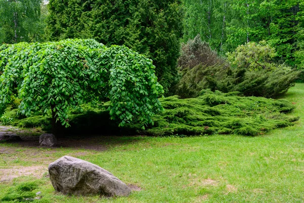 Υψηλής Ανάλυσης Φωτογραφία Του Πράσινου Τοπίου Σχεδιασμό Θάμνους Γρασίδι Και — Φωτογραφία Αρχείου
