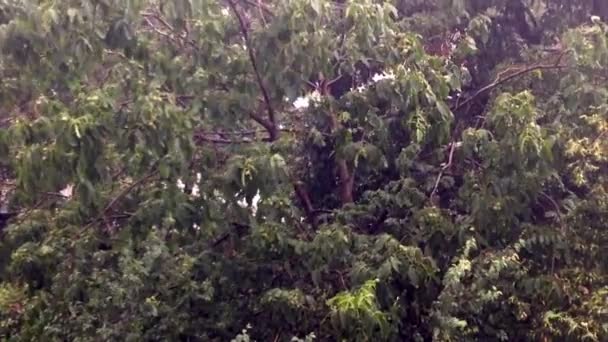 Lluvia fuerte, tiempo ventoso — Vídeos de Stock