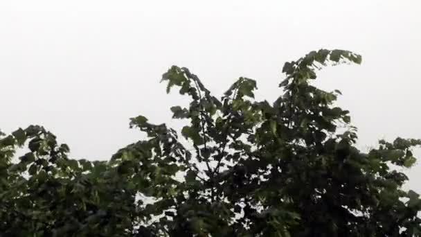 Kraftigt regn, blåsigt väder — Stockvideo