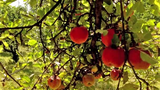 Mehrere rote Äpfel hängen am Baum — Stockvideo