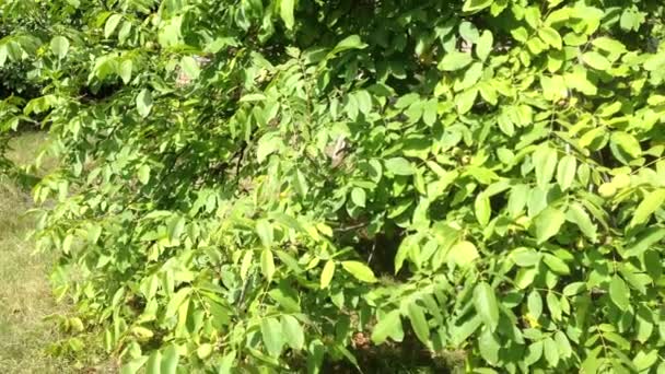 Walnut tree met walnoten opknoping op het — Stockvideo