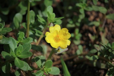 Sarı Pusley çiçek