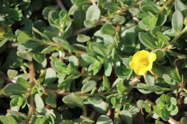 Sarı Pusley çiçek